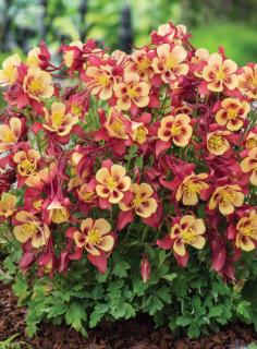 Orlik błękitny 'EarlyBird Red Yellow' | Aquilegia Doniczka 1 litrowa