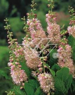 Orszelina olcholistna 'Ruby Spice' | Clethra alnifolia