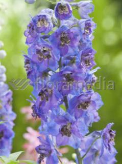 Ostróżka ogrodowa 'Dark Blue Black Bee' | Delphinium Doniczka 2 litrowa