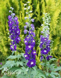 Ostróżka ogrodowa 'Dark Blue White Bee' | Delphinium Doniczka 2 litrowa