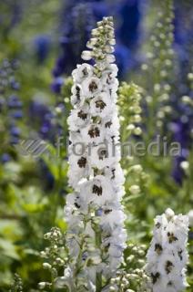 Ostróżka ogrodowa 'White Dark Bee' | Delphinium Doniczka 2 litrowa