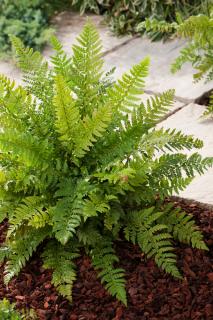 Paprotnik kolczysty | Polystichum aculeatum Doniczka 2 litrowa