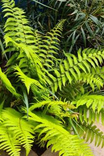 Paprotnik szczecinkozębny 'Herrenhausen' | Polystichum setiferum