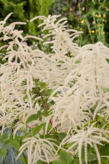 Parzydło leśne | Aruncus  dioicus