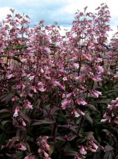 Penstemon 'Dark Towers' | Penstemon