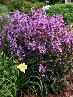 Penstemon 'Midnight Masquerade' | Penstemon Doniczka 2 litrowa