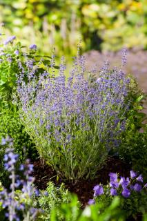 Perowskia łobodolistna 'Little Spire' | Perovskia atriplicifolia Doniczka 1 litrowa