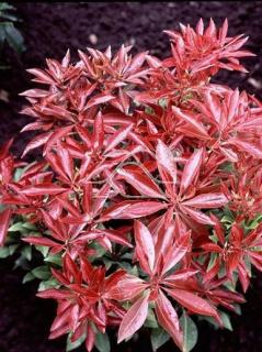 Pieris japoński 'Mountain Fire' | Pieris japonica