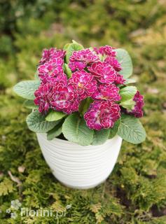 Pierwiosnek 'Belarina® Candy Frost' | Primula