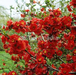 Pigwowiec 'Fire Dance' Chaenomeles × superba