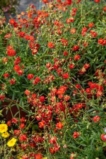 Posłonek ‘Amabile Plenum’ | Helianthemum hybridum