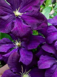 Powojnik 'Polish Spirit' | Clematis