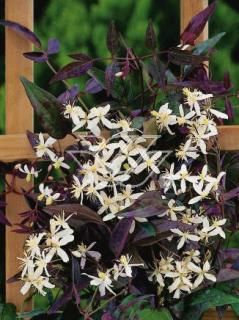 Powojnik prosty 'Rubrifolia' | Clematis recta Doniczka 1 litrowa