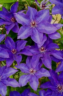 Powojnik 'The President' | Clematis