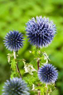 Przegorzan | Echinops