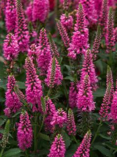 Przetacznik 'Bubblegum Candles' | Veronica spicata