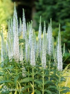 Przetacznik 'Snow Candles' | Veronica spicata