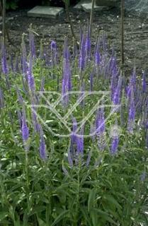 Przetacznikowiec syberyjski | Veronicastrum sibiricum