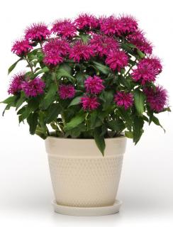 Pysznogłówka 'Balmy Purple' | Monarda Doniczka 1 litrowa