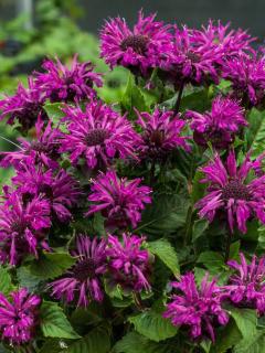 Pysznogłówka 'Bee Pure' | Monarda