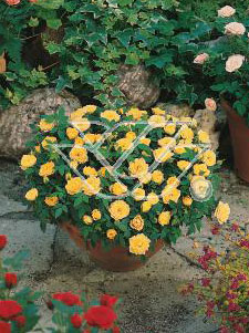 Róża 'Yellow The Fairy' (okrywowa) | Rosa