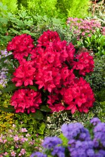 Różanecznik 'Nova Zembla'  Rhododendron