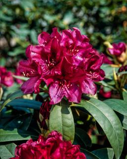 Różanecznik 'Polarnacht' | Rhododendron