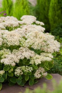 Rozchodnik okazały 'Stardust' | Sedum spectabile