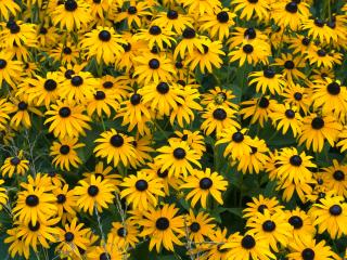 Rudbekia błyskotliwa 'Goldstrum' | Rudbeckia fulgida Doniczka p9 (9 cm x 9 cm)