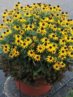 Rudbekia 'Sun Ka Ching' | Rudbeckia