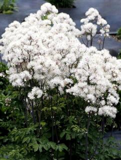 Rutewka 'Nimbus White' | Thalictrum  Doniczka 1 litrowa