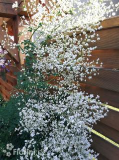 Rutewka 'White Cloud' | Thalictrum