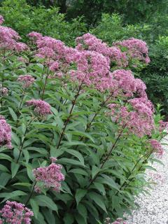 Sadziec dęty 'Atropurpureum' | Eupatorium fistulosum