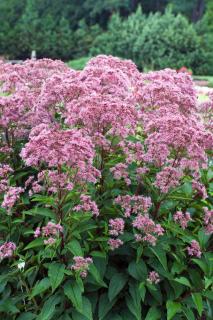 Sadziec plamisty 'Phantom' | Eupatorium maculatum Doniczka 1 litrowa