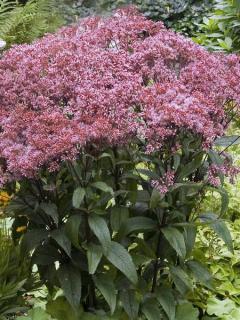 Sadziec purpurowy 'Ruby' | Eupatorium Doniczka 1 litrowa