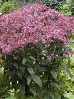 Sadziec purpurowy 'Ruby' | Eupatorium Doniczka 2 litrowa