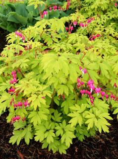 Serduszka okazała 'Gold Heart' | Dicentra spectabilis