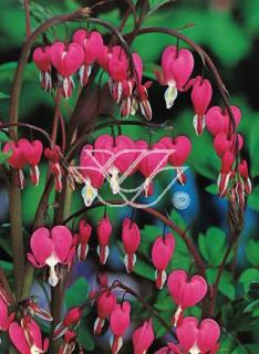 Serduszka 'Valentine' | Dicentra