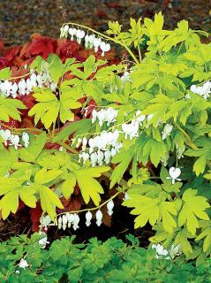 Serduszka 'White Gold' | Dicentra