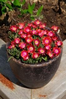 Słonecznica 'Jewel of Desert Garnet' | Delosperma