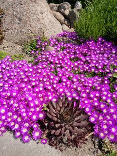 Słonecznica 'Sundella Neon' | Delosperma