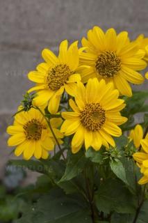 Słonecznik 'Flying Saucers' | Helianthus  Doniczka 1 litrowa