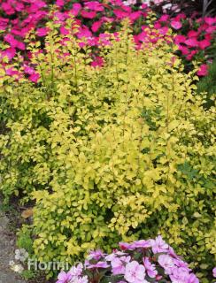 Śnieguliczka Chenaulta 'Brain de Soleil'  Symphoricarpos × chenaultii