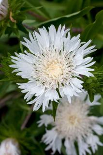 Stokezja  'Silver Moon' | Stokesia laevis Doniczka 1 litrowa