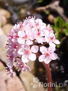 Tarczownica | Peltiphyllum peltatum