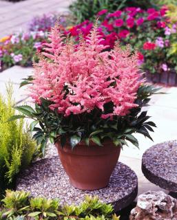 Tawułka arendsa 'Elizabeth Bloom'| Astilbe arendsii