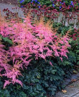 Tawułka arendsa 'Flamingo' | Astilbe arendsii