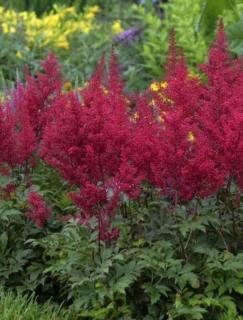 Tawułka arendsa 'Paul Gaarder' | Astilbe arendsii