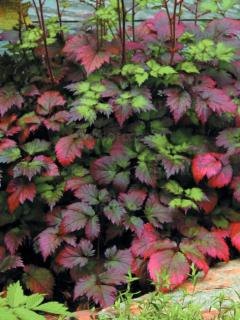 Tawułka 'Color Flash' | Astilbe