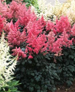 Tawułka japońska 'Koblenz' | Astilbe japonica